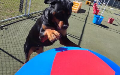 10/07/2026 Muffin Tin, Fall Scent Space, XL ball Chase :)