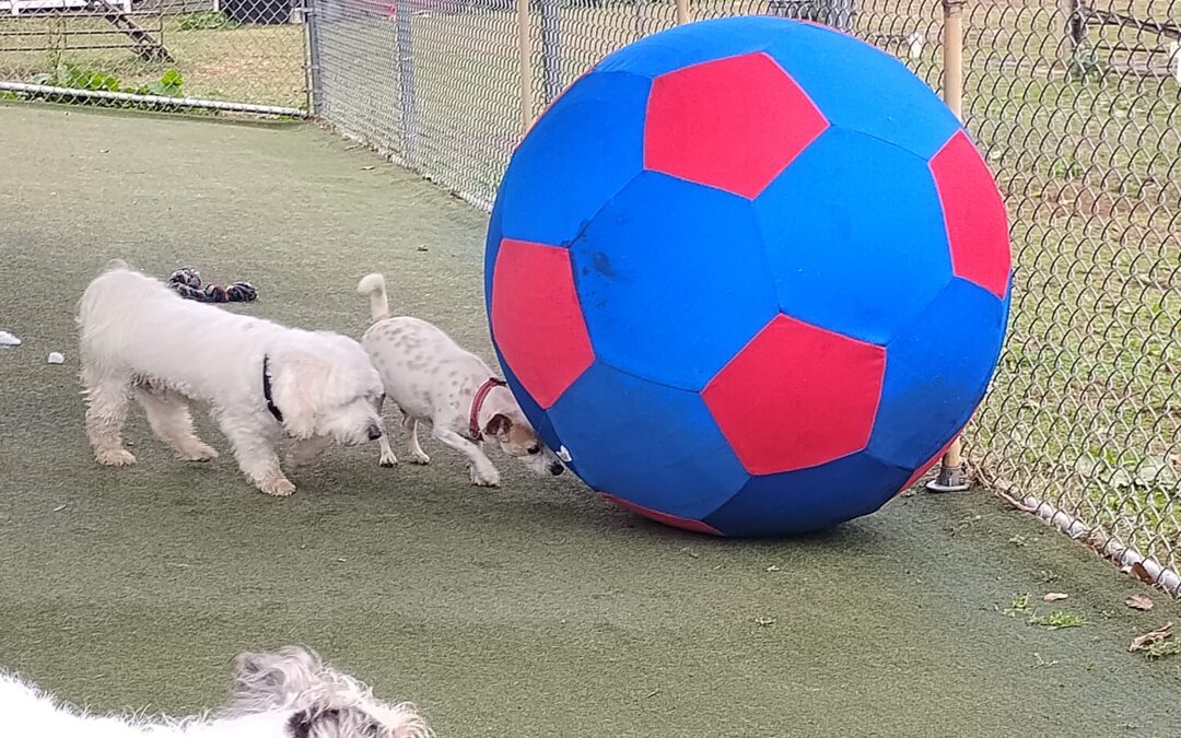 10-16-26 XL Ball Chase, Muffin Tin Treats, + Puzzle Games! :)