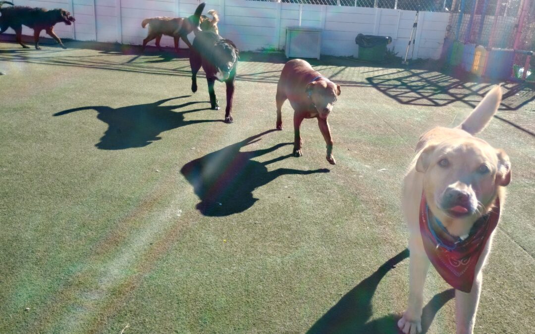 10-19-26 Barkacademy & Activities! :)