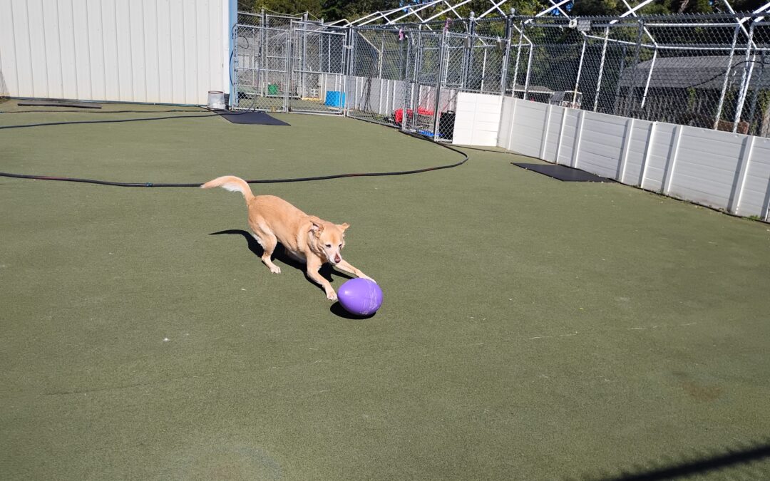 10/20/2026 BarkAcademy and Other Activities!