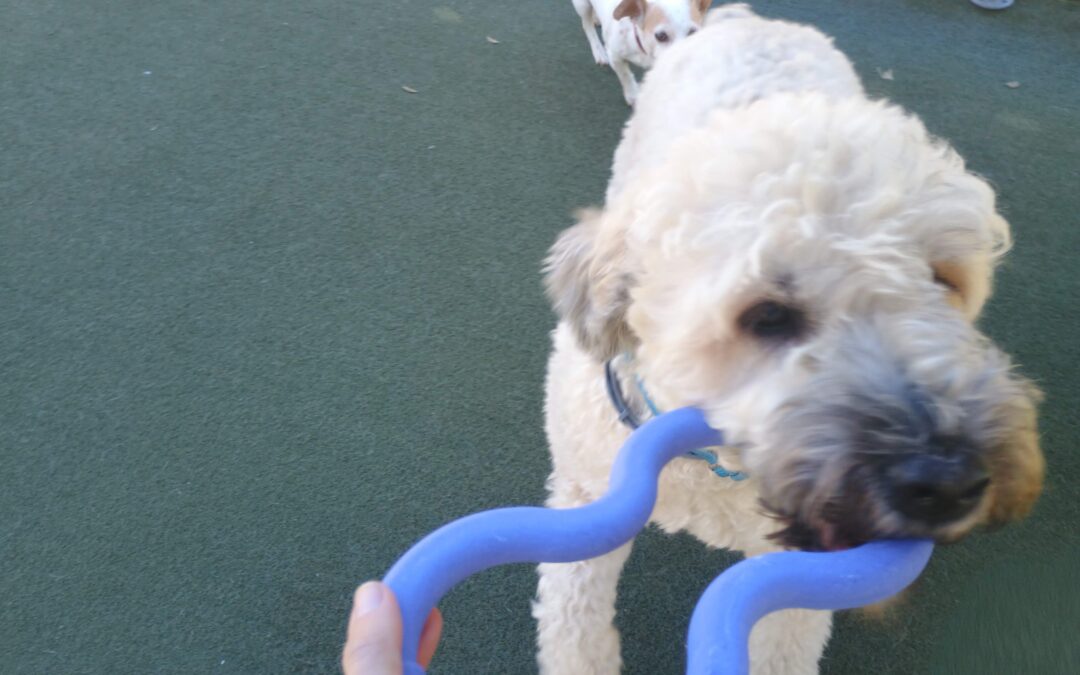 10-22-26 Tug Toys, Muffin Tin Treats, + Bobbing for Apple Slices! :)