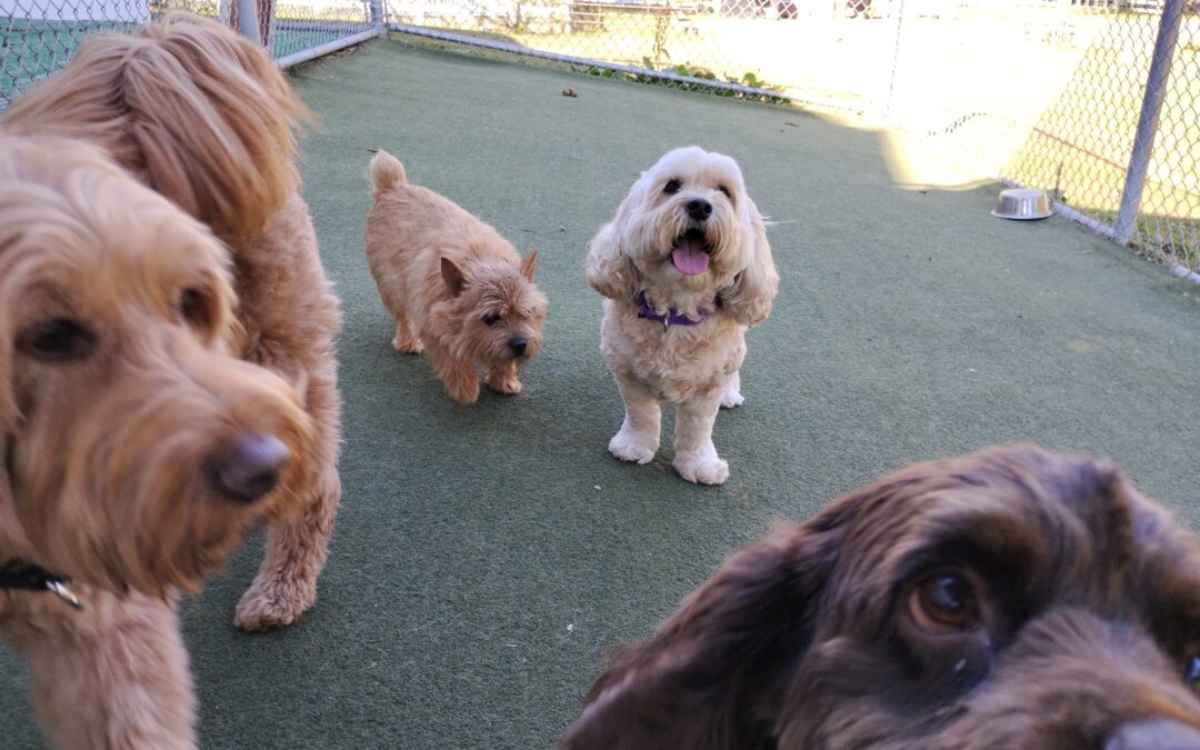 10-24-26 Barkacademy & Other Activities! :)